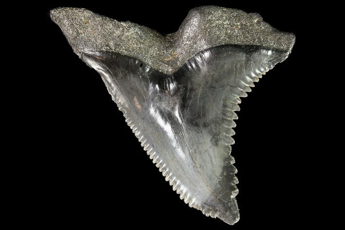 Huge, Fossil Hemipristis Tooth - Georgia #74773